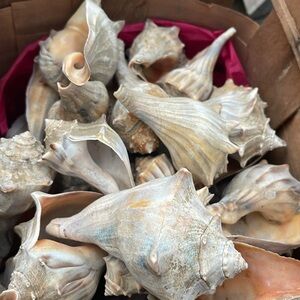 Seashells | price is for 9 seashells | sizes will vary